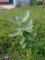 Calotropis gigantea