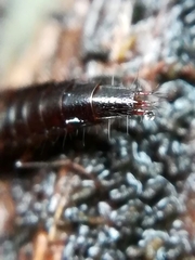 Raphirus