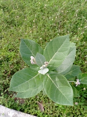 Calotropis gigantea