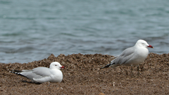 Ichthyaetus audouinii