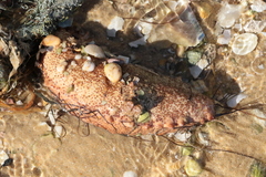 Holothuria arguinensis