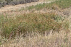 Juncus effusus austrocalifornicus