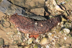 Holothuria arguinensis