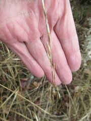 Achnatherum sibiricum