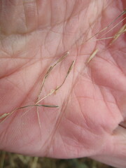 Achnatherum sibiricum
