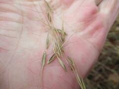 Elymus gmelinii