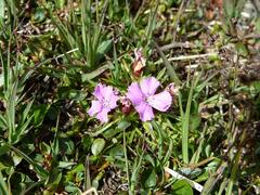 Dianthus glacialis