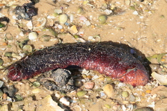 Holothuria arguinensis