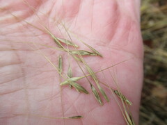 Elymus gmelinii