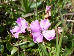 Dianthus glacialis