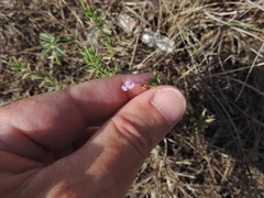 Hedeoma reverchonii