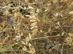 Vicia nervata