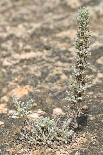 Artemisia caerulescens L.