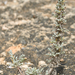 Artemisia caerulescens - Photo (c) Ryan Hodnett, algunos derechos reservados (CC BY-SA), subido por Ryan Hodnett
