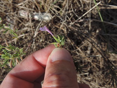 Hedeoma reverchonii