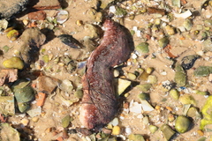 Holothuria arguinensis