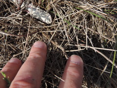 Hedeoma reverchonii