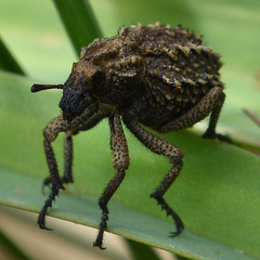 Brachycerus