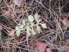 Artemisia tanacetifolia