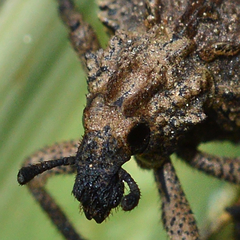 Brachycerus
