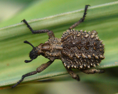 Brachycerus