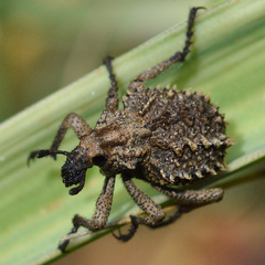Brachycerus