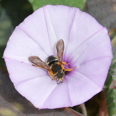 Rhodanthidium septemdentatum