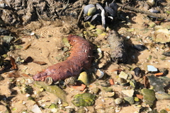 Holothuria arguinensis