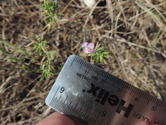 Hedeoma reverchonii