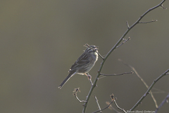 Emberiza cirlus