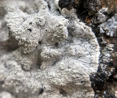 Varicellaria lactea
