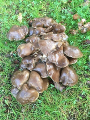 Lyophyllum