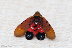 Penthicodes atomaria