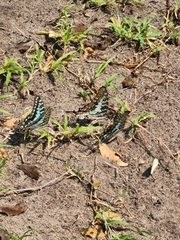 Graphium antheus
