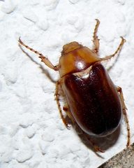 Rhizotrogus aestivus