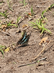 Graphium antheus