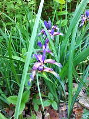 Iris graminea