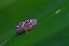 Opisthoncus sexmaculatus