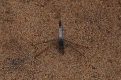 Orthetrum caledonicum