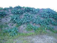 Brassica oleracea