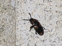 Erotylidae