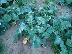 Brassica oleracea