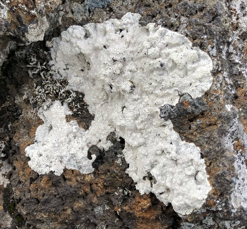pertusária mliečna (Varicellaria lactea)