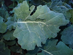 Brassica oleracea