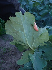 Brassica oleracea
