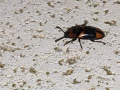 Erotylidae