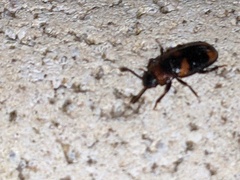 Erotylidae