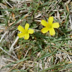 Oxalis rubens