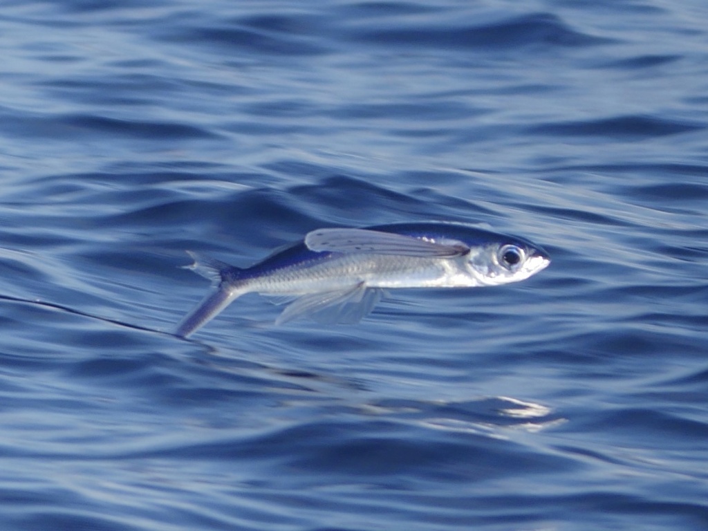 Cheilopogon pitcairnensis