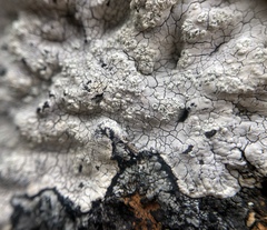 Varicellaria lactea
